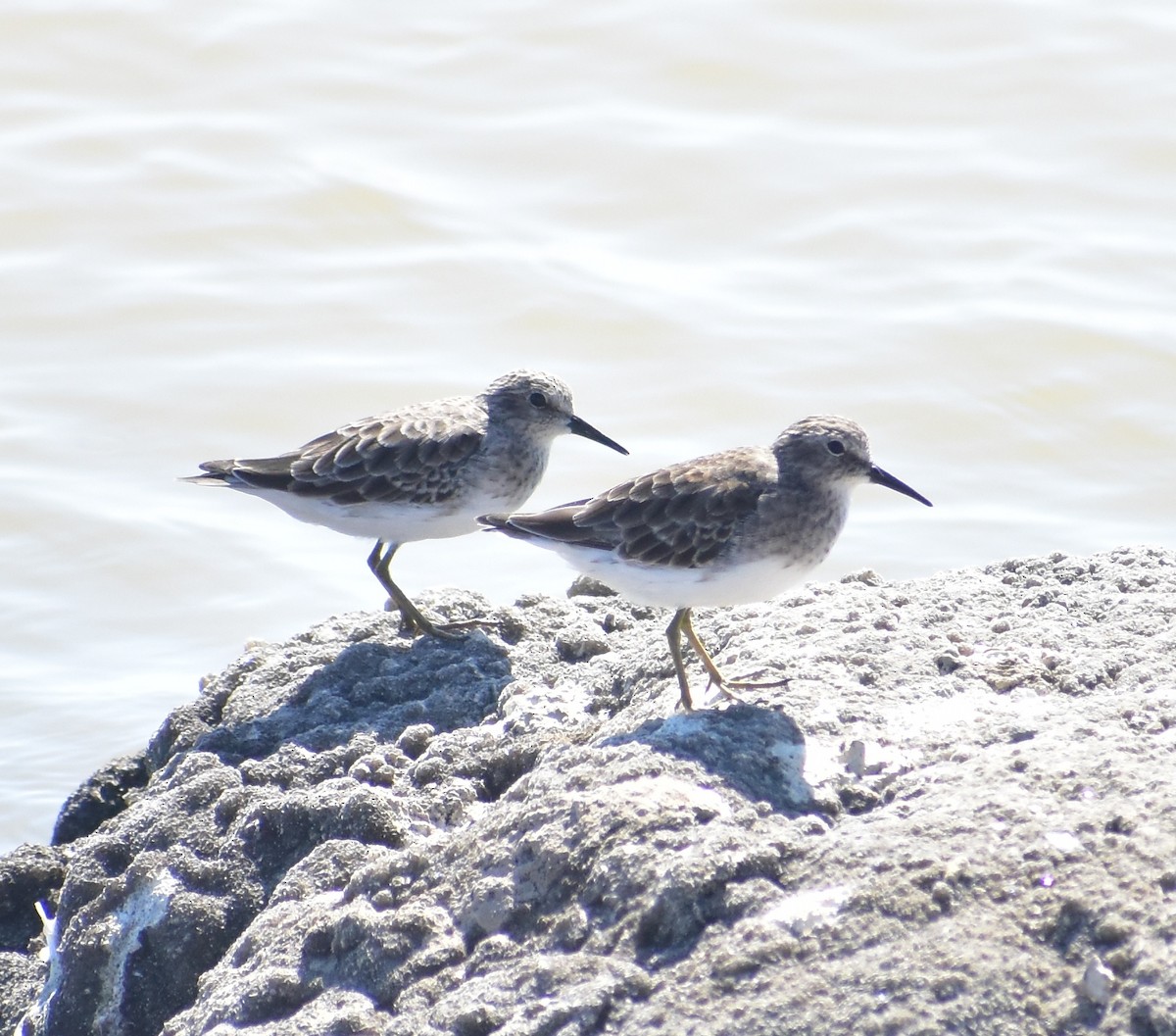 Least Sandpiper - ML642203185