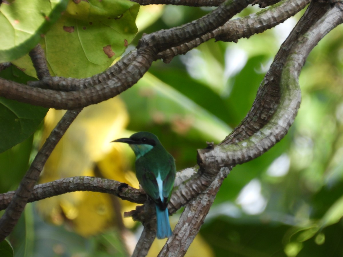 Blue-throated Bee-eater - ML642203187