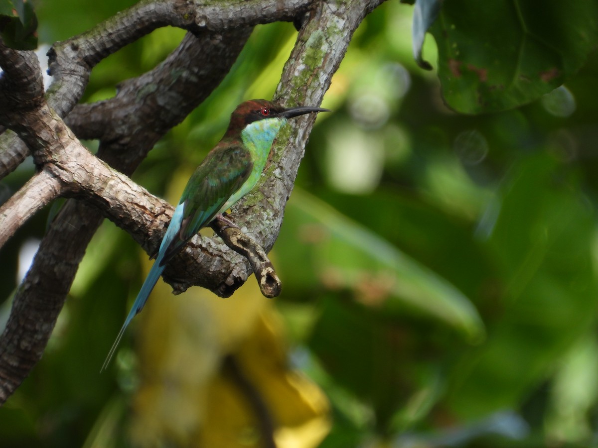 Blue-throated Bee-eater - ML642203189