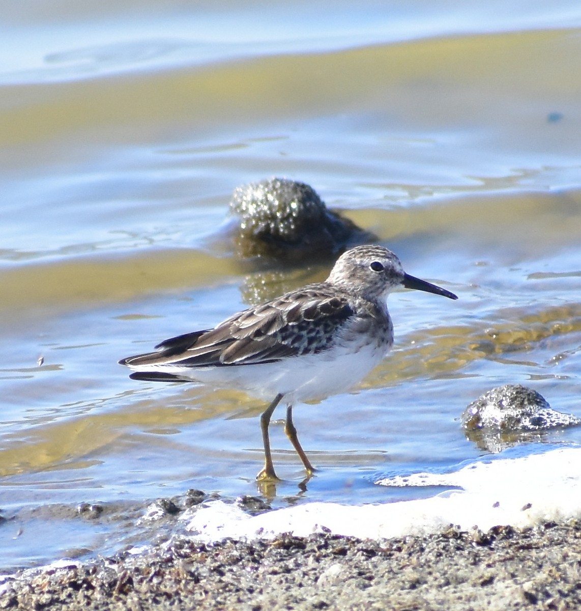 Least Sandpiper - ML642203194
