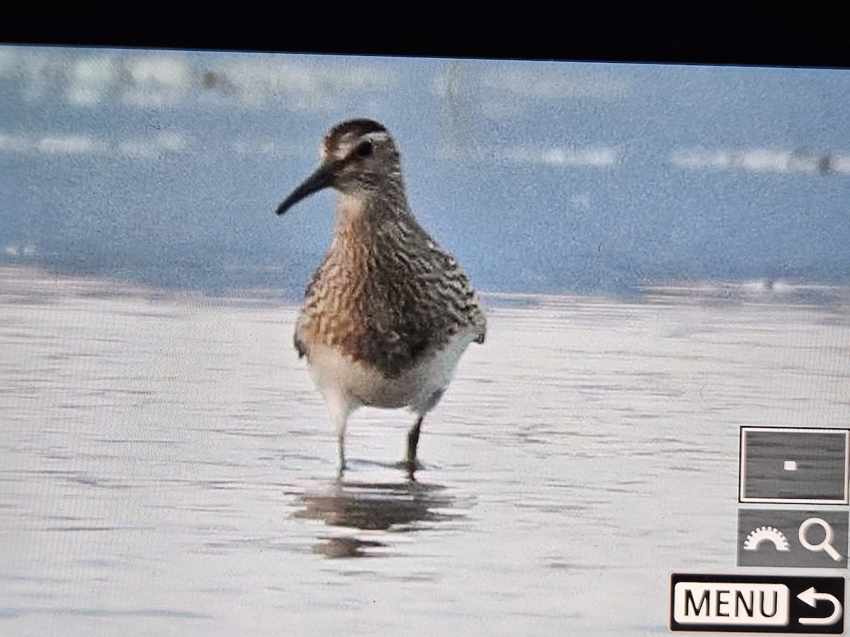 Pectoral Sandpiper - ML642203203