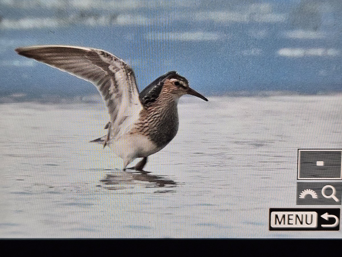 Pectoral Sandpiper - ML642203204
