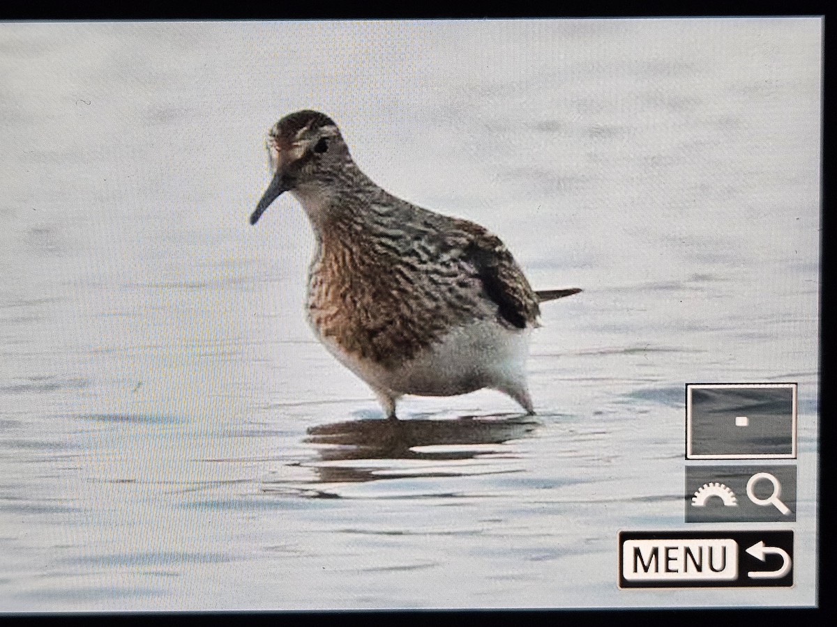 Pectoral Sandpiper - ML642203205