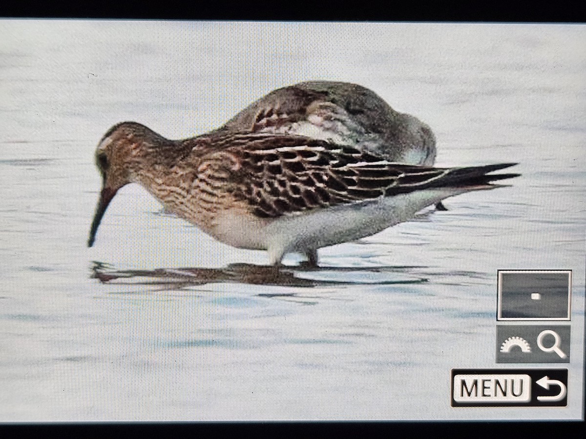 Pectoral Sandpiper - ML642203206