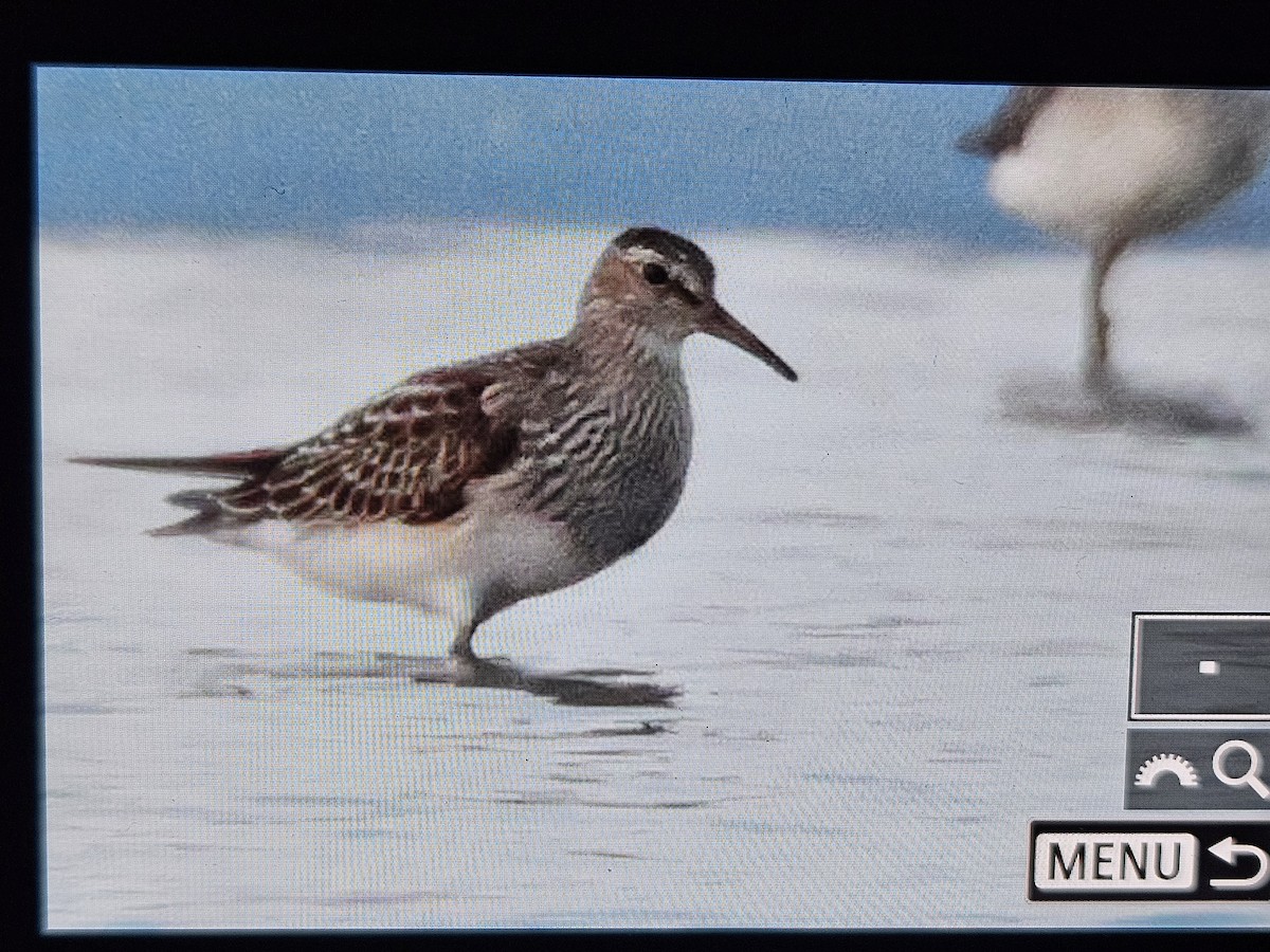Pectoral Sandpiper - ML642203207