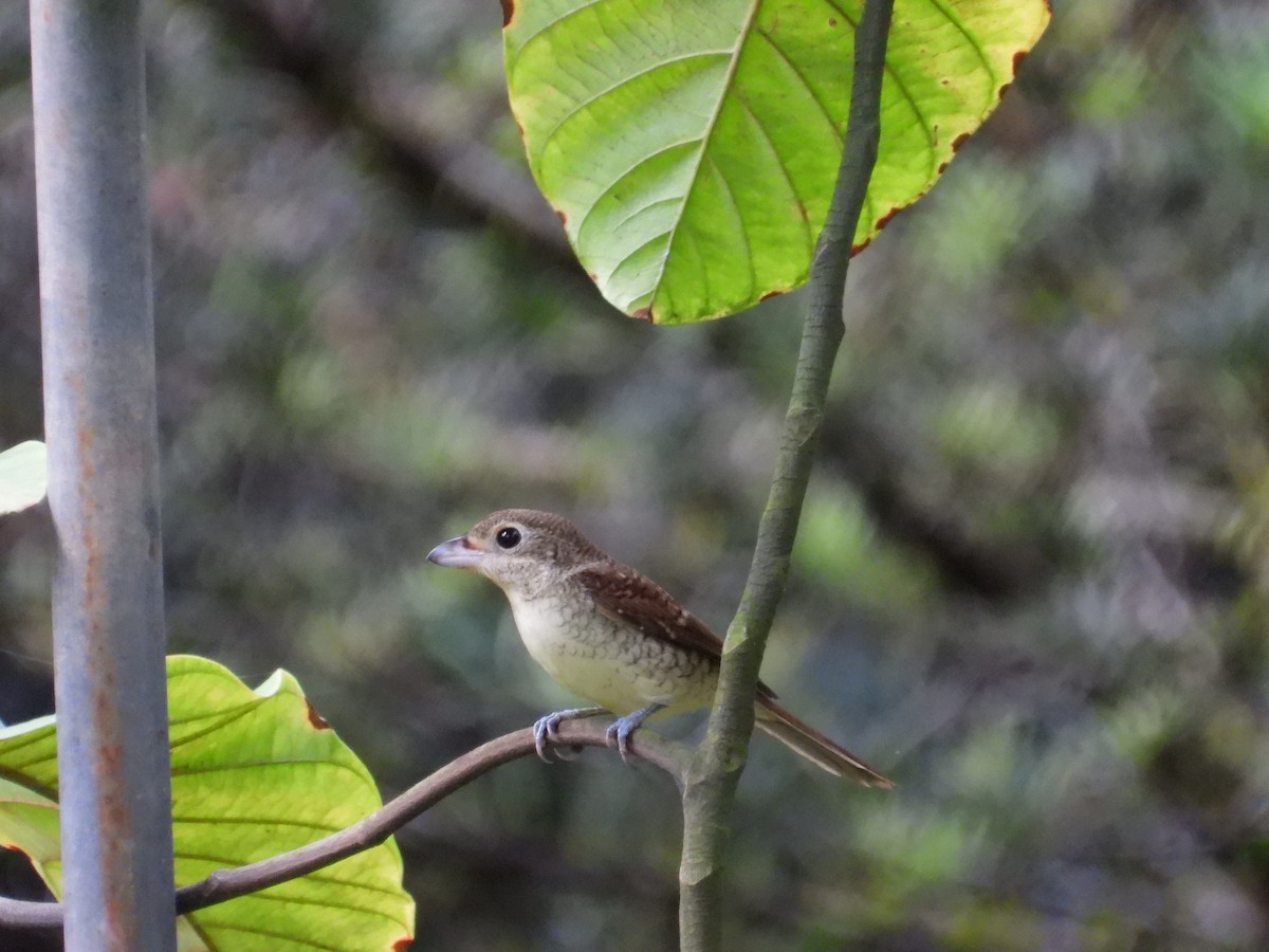 Tiger Shrike - ML642203219