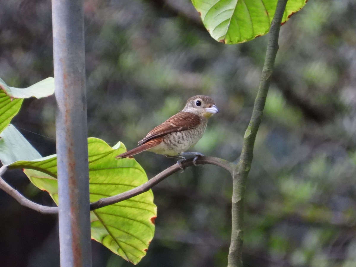 Tiger Shrike - ML642203220