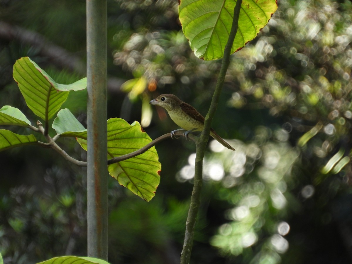 Tiger Shrike - ML642203221