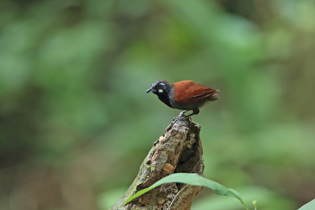 Black-throated Babbler - ML642203222