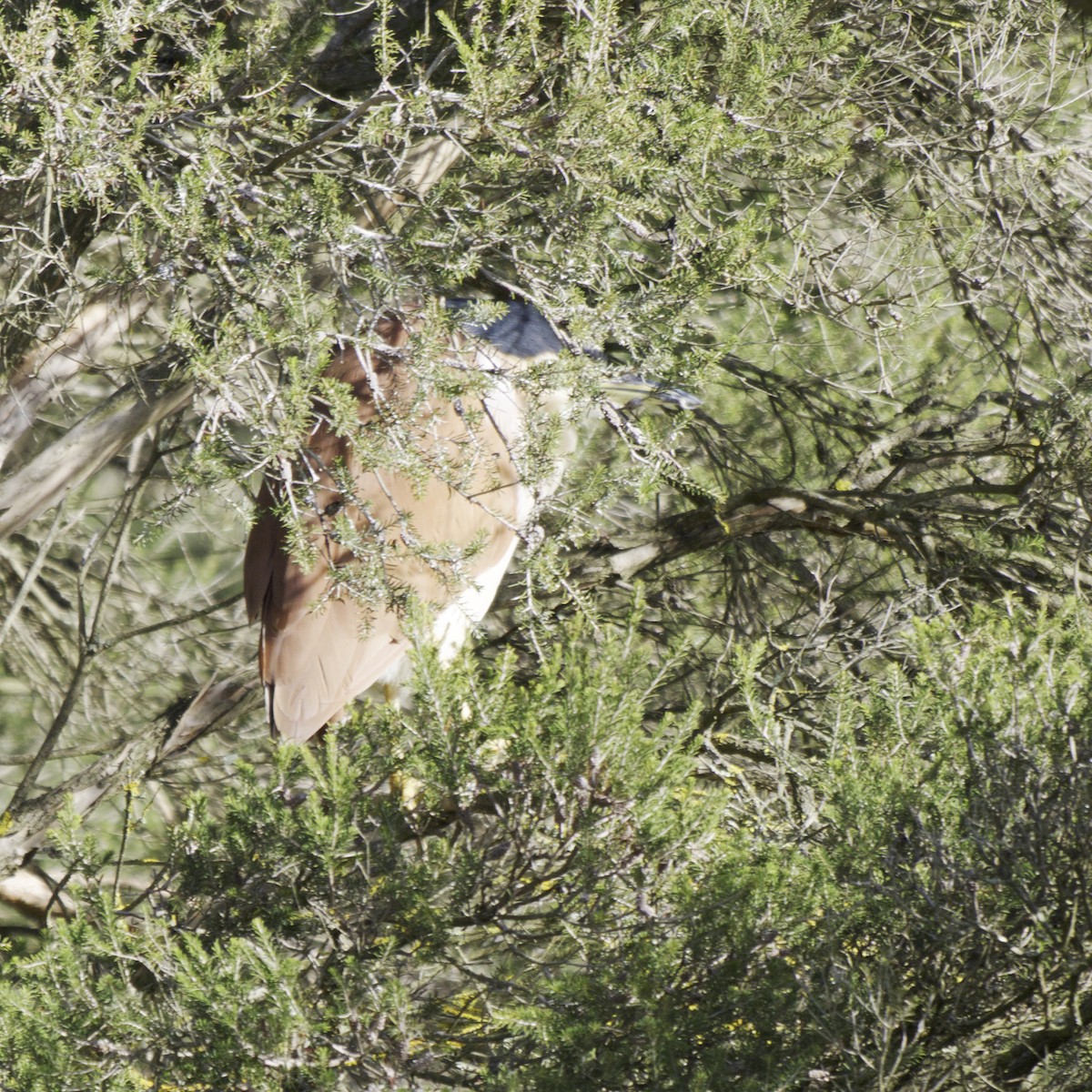 Nankeen Night Heron - ML642203227