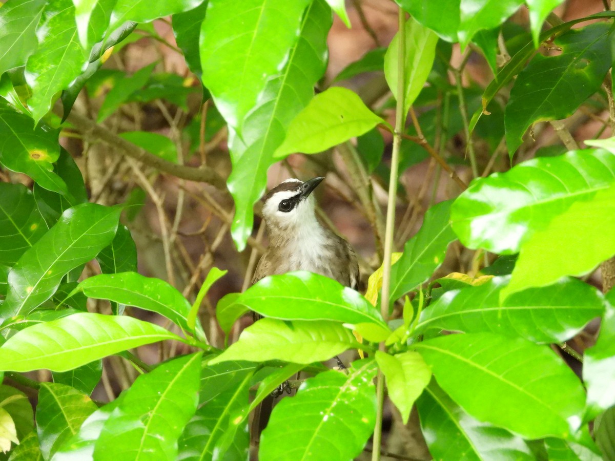 Yellow-vented Bulbul - ML642203228