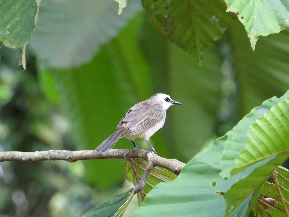 Yellow-vented Bulbul - ML642203229