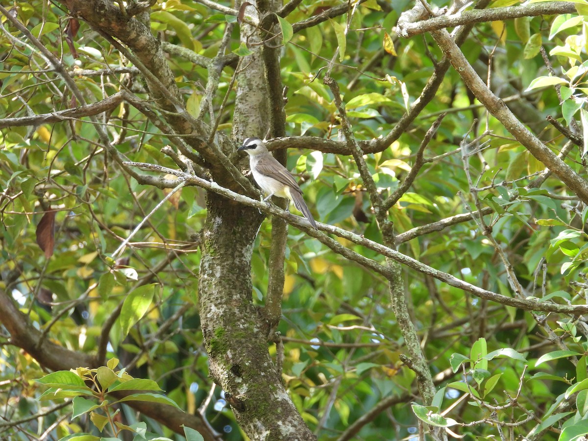Yellow-vented Bulbul - ML642203230