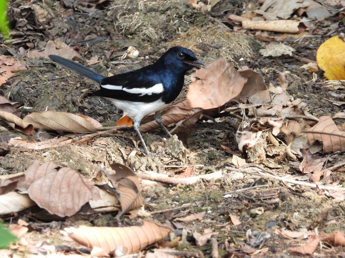 Oriental Magpie-Robin - ML642203235