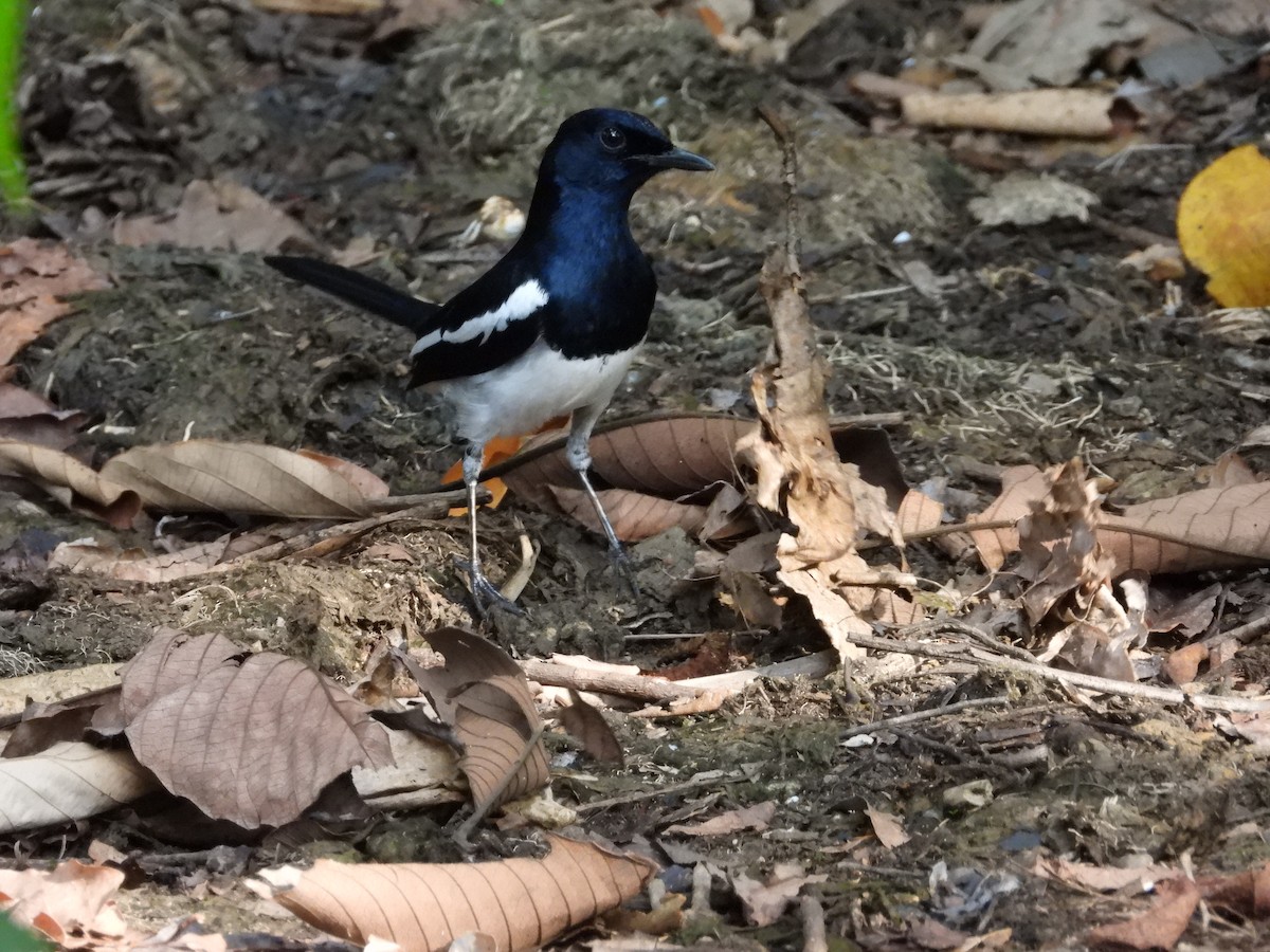 Oriental Magpie-Robin - ML642203236