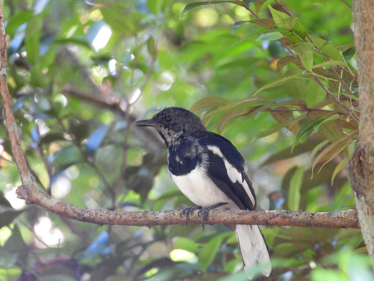 Oriental Magpie-Robin - ML642203237