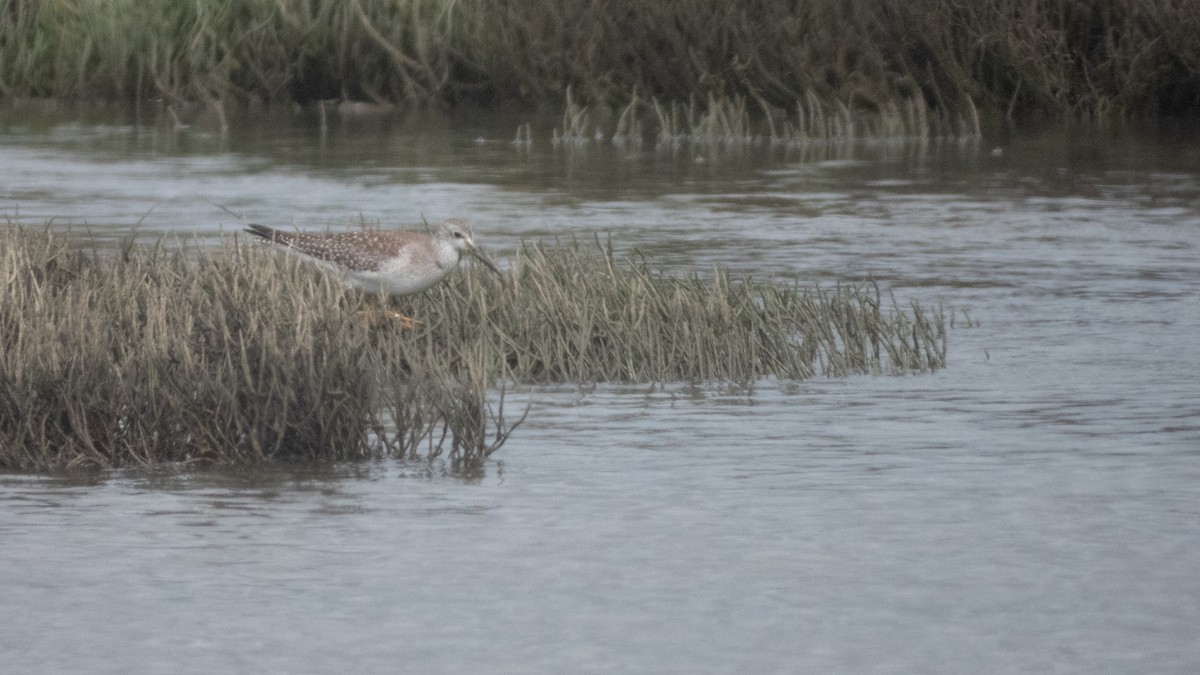 Lesser Yellowlegs - ML642203245