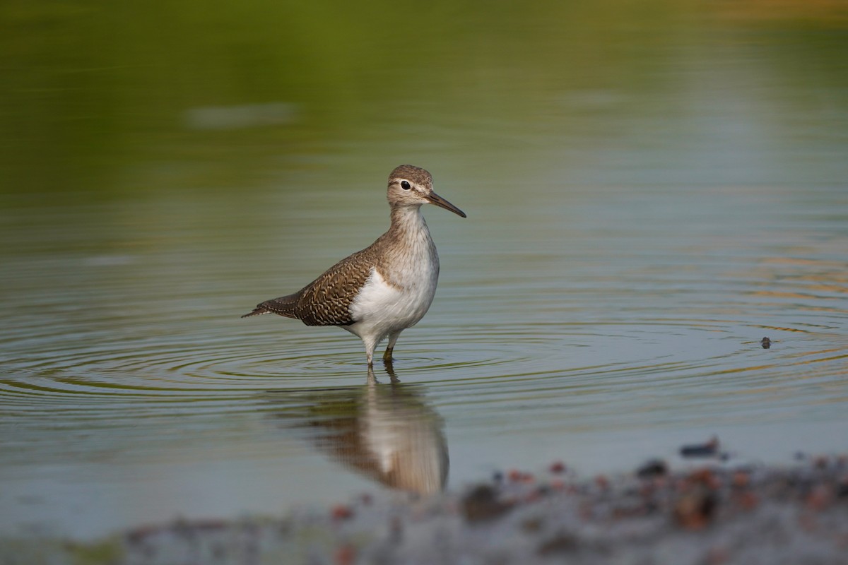 strandsnipe - ML642203250