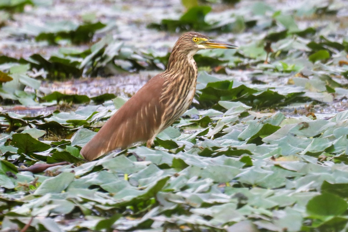 Chinese Pond-Heron - Fernando Torres