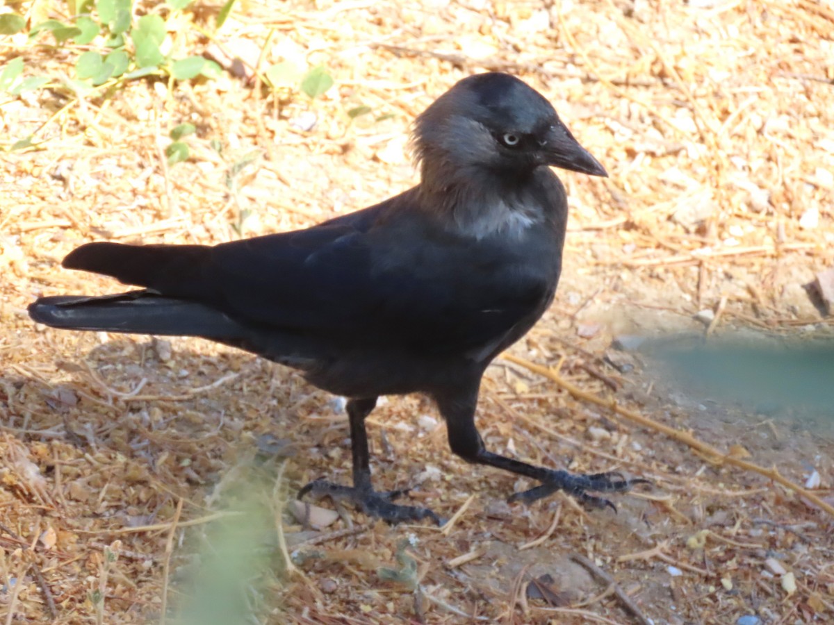 Eurasian Jackdaw - ML642203255