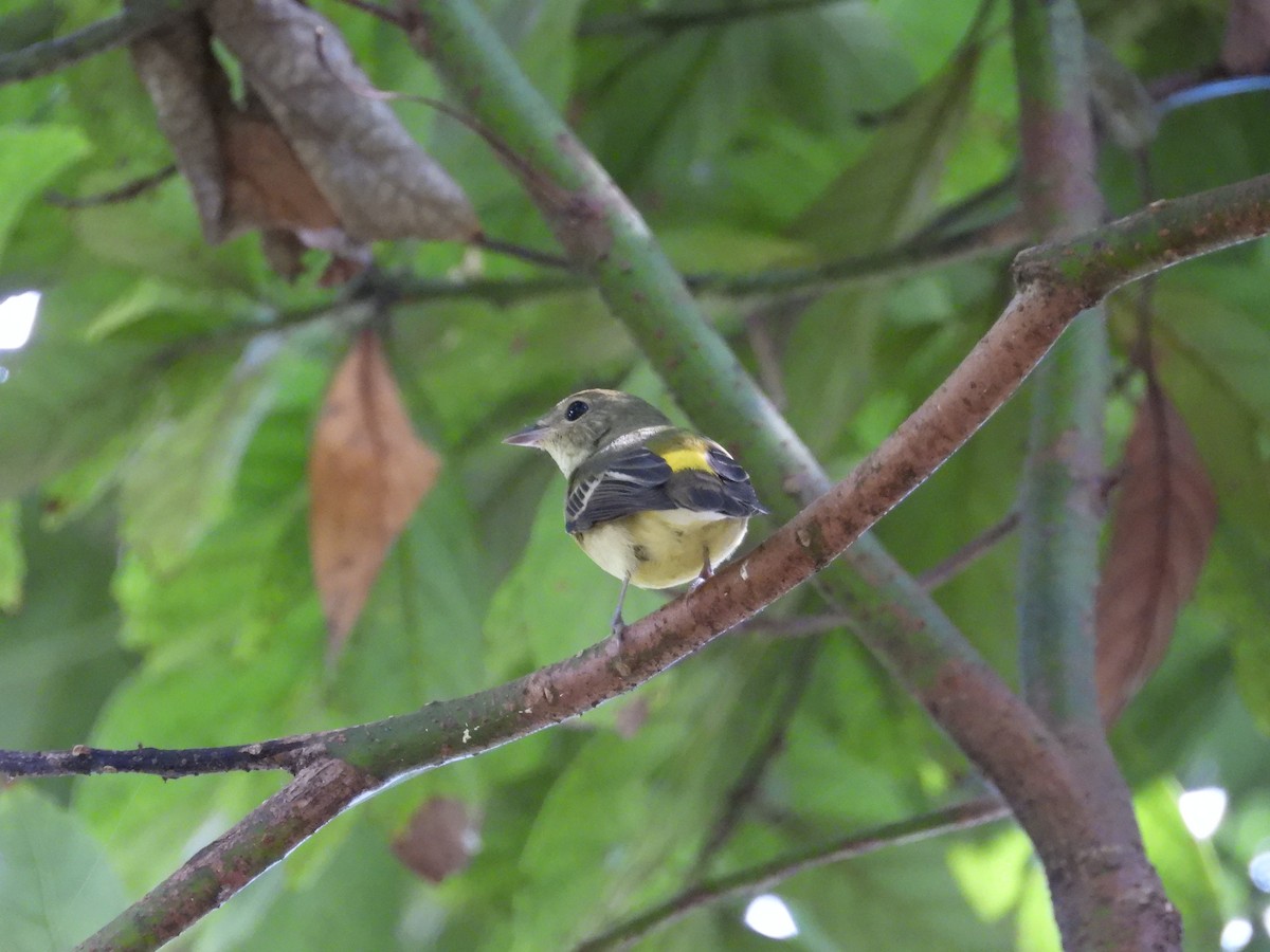 Yellow-rumped Flycatcher - ML642203256