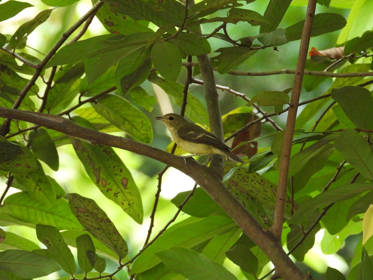 Yellow-rumped Flycatcher - ML642203257