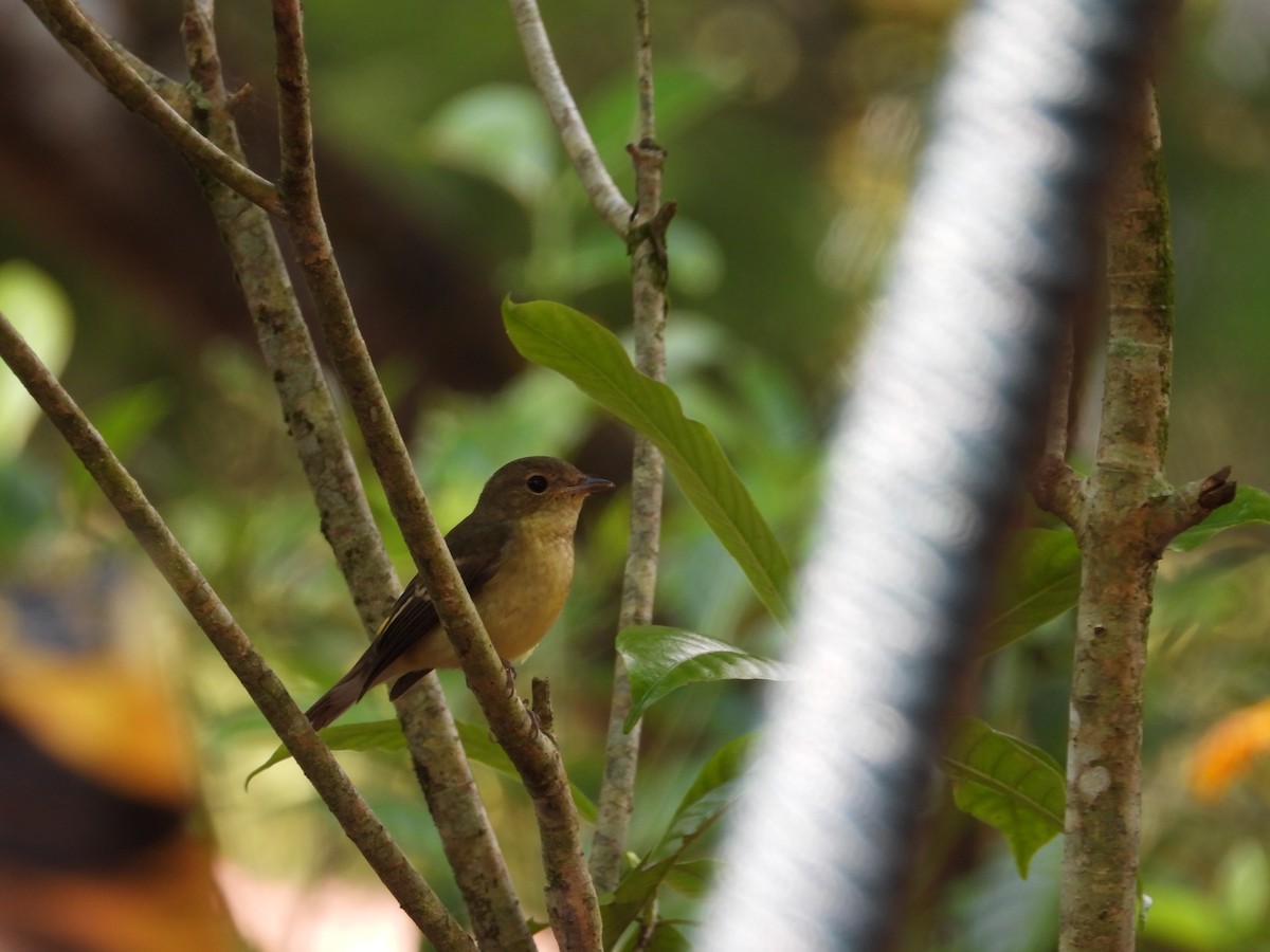 Yellow-rumped Flycatcher - ML642203258