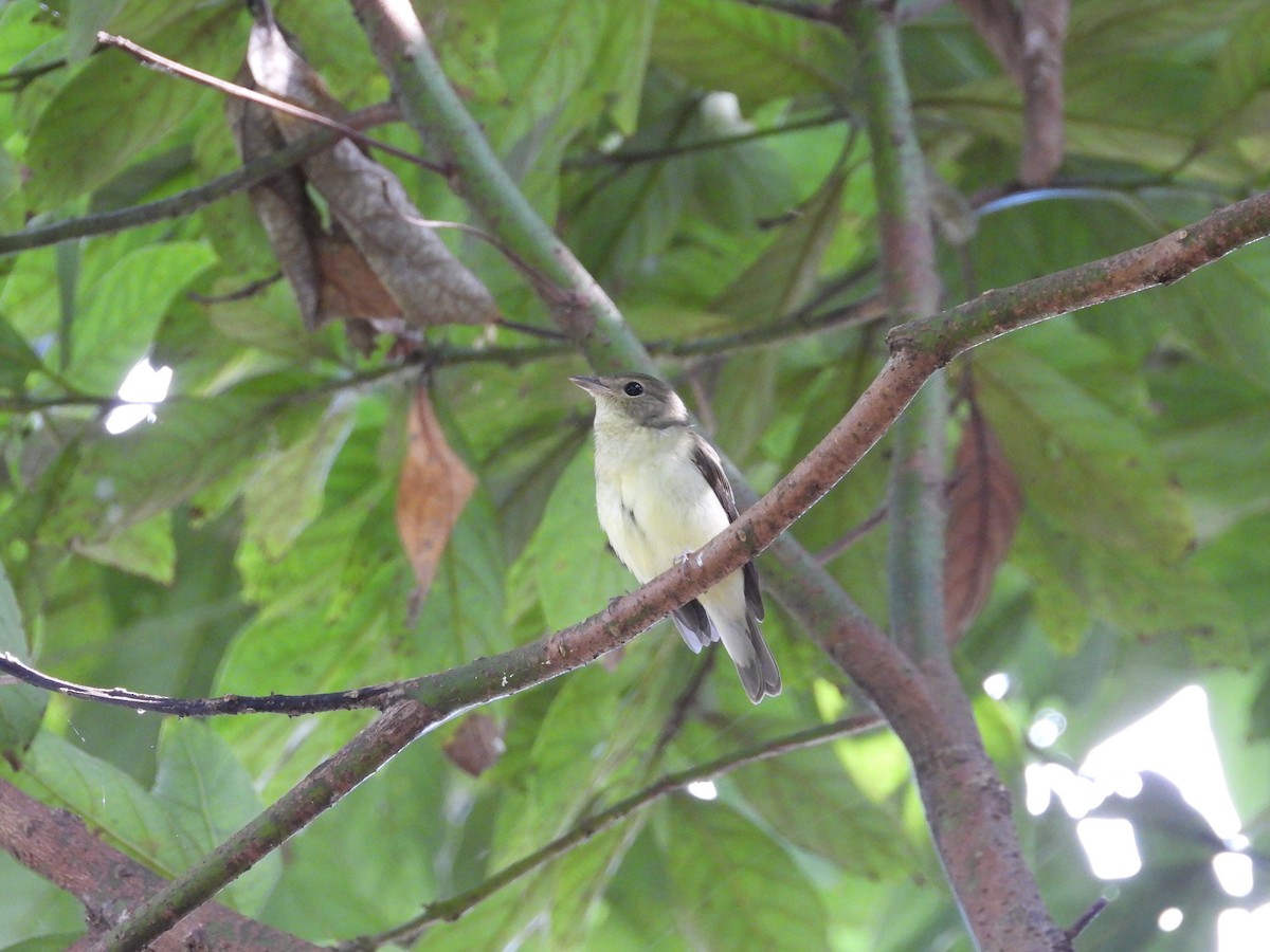 Yellow-rumped Flycatcher - ML642203259