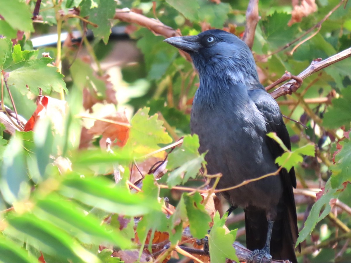 Eurasian Jackdaw - ML642203260