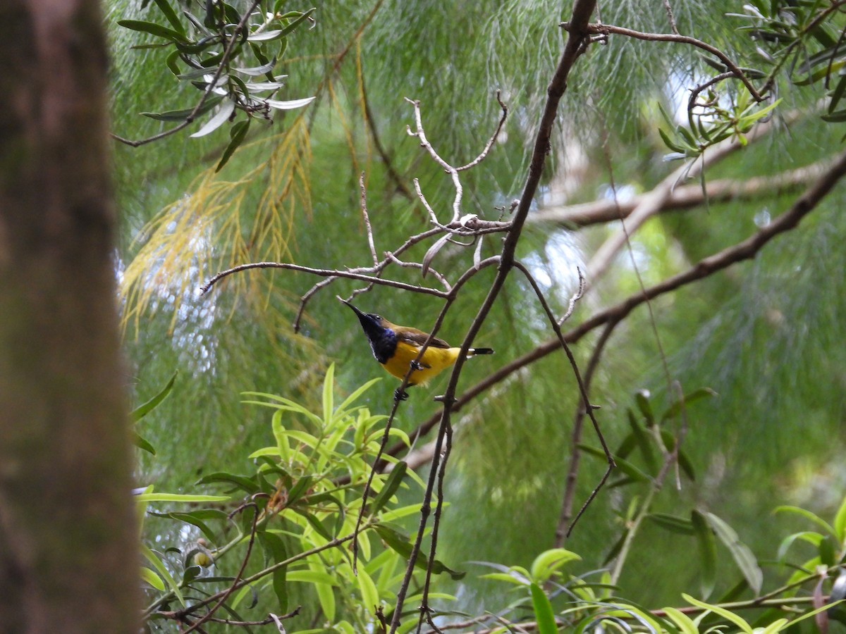 Ornate Sunbird - ML642203262