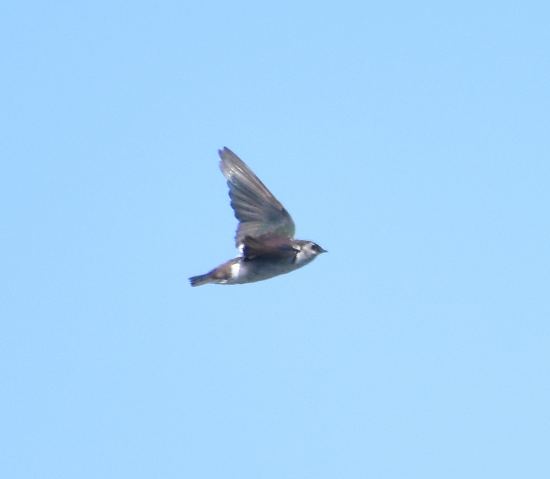 Violet-green Swallow - ML642203282