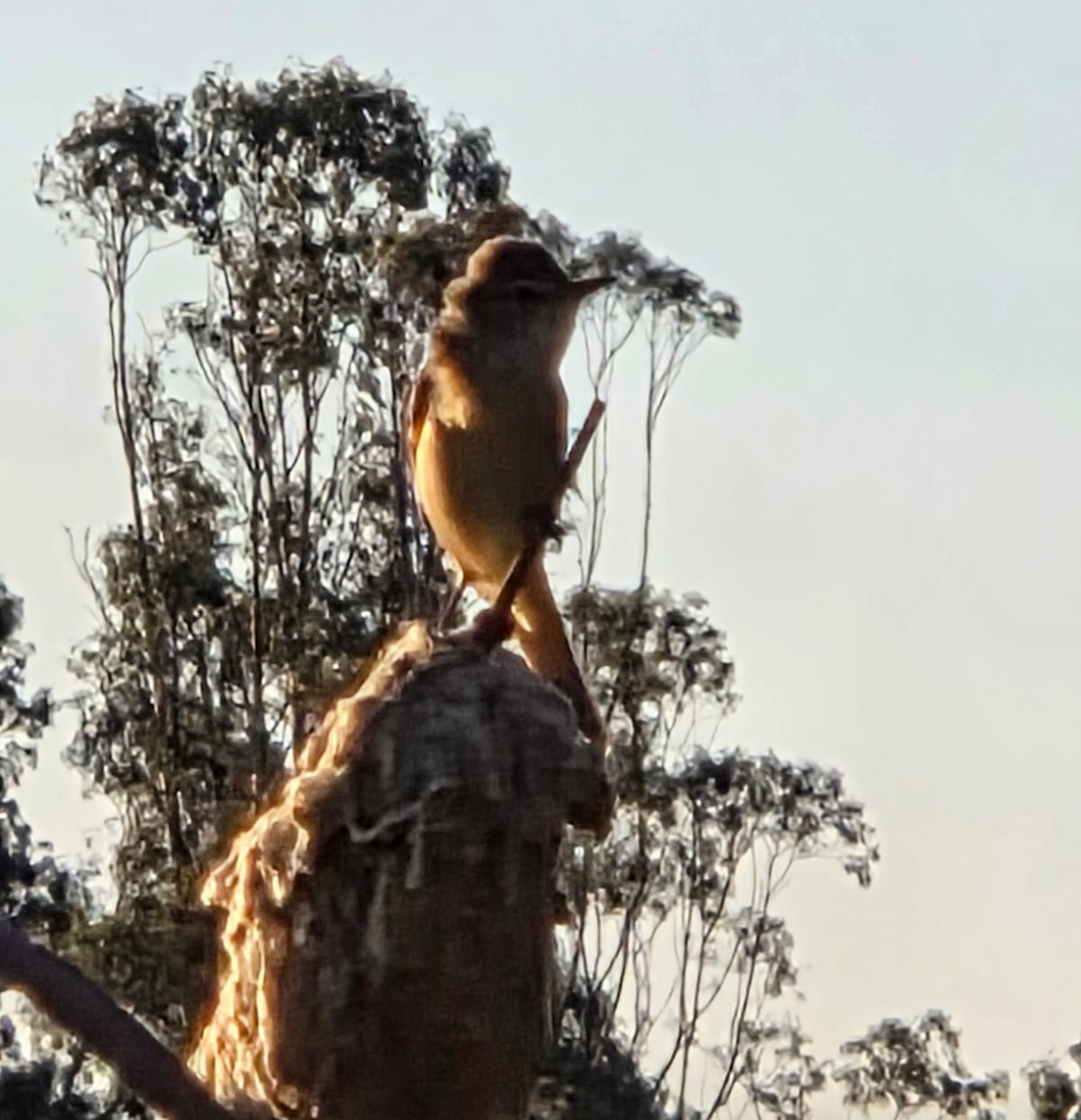 Australian Reed Warbler - ML642203298