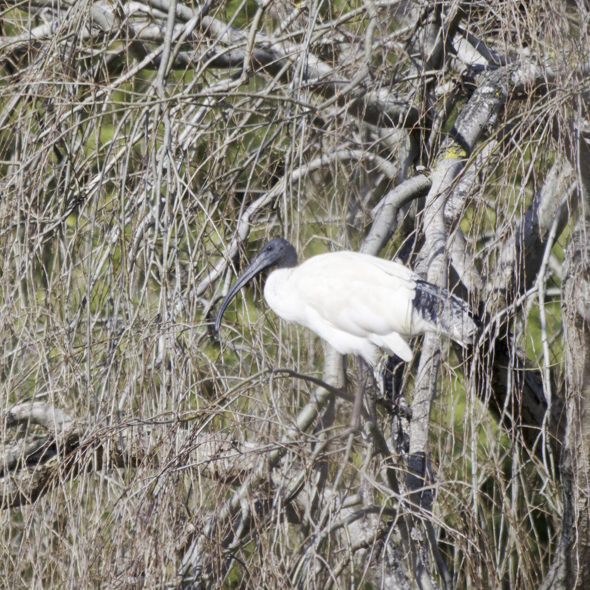 Australian Ibis - ML642203305