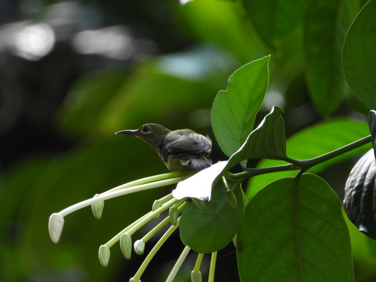 Brown-throated Sunbird - ML642203329