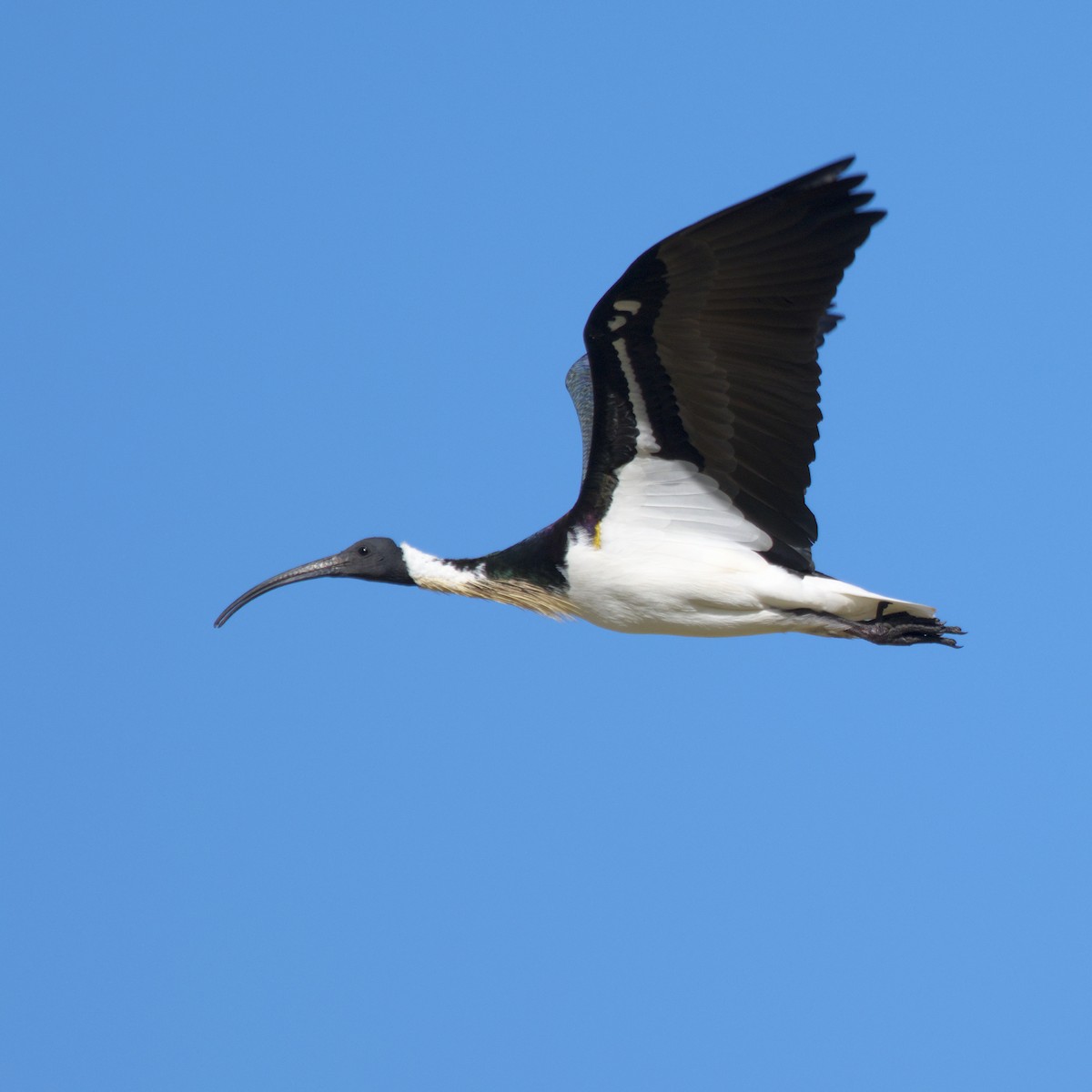 Straw-necked Ibis - ML642203331