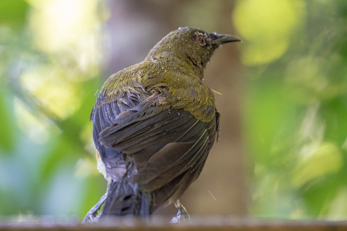 New Zealand Bellbird - ML642203342