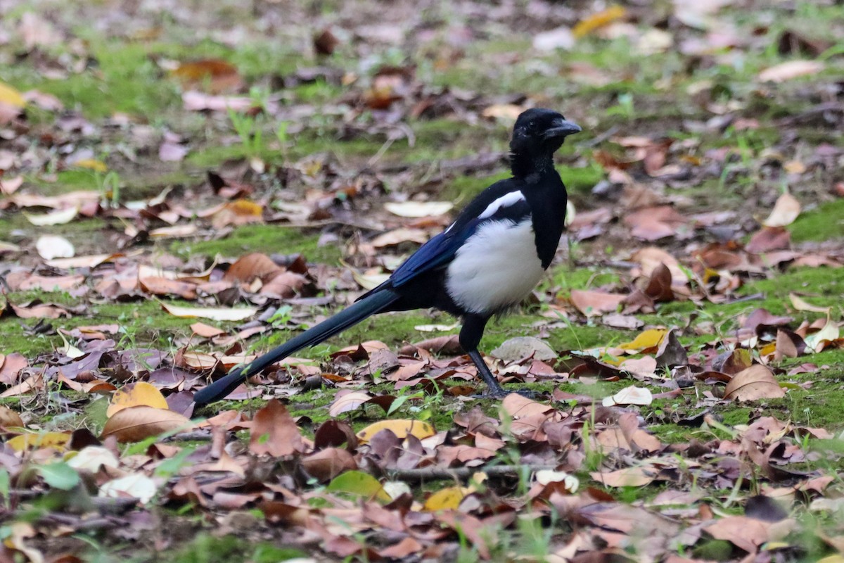 Oriental Magpie - ML642203351