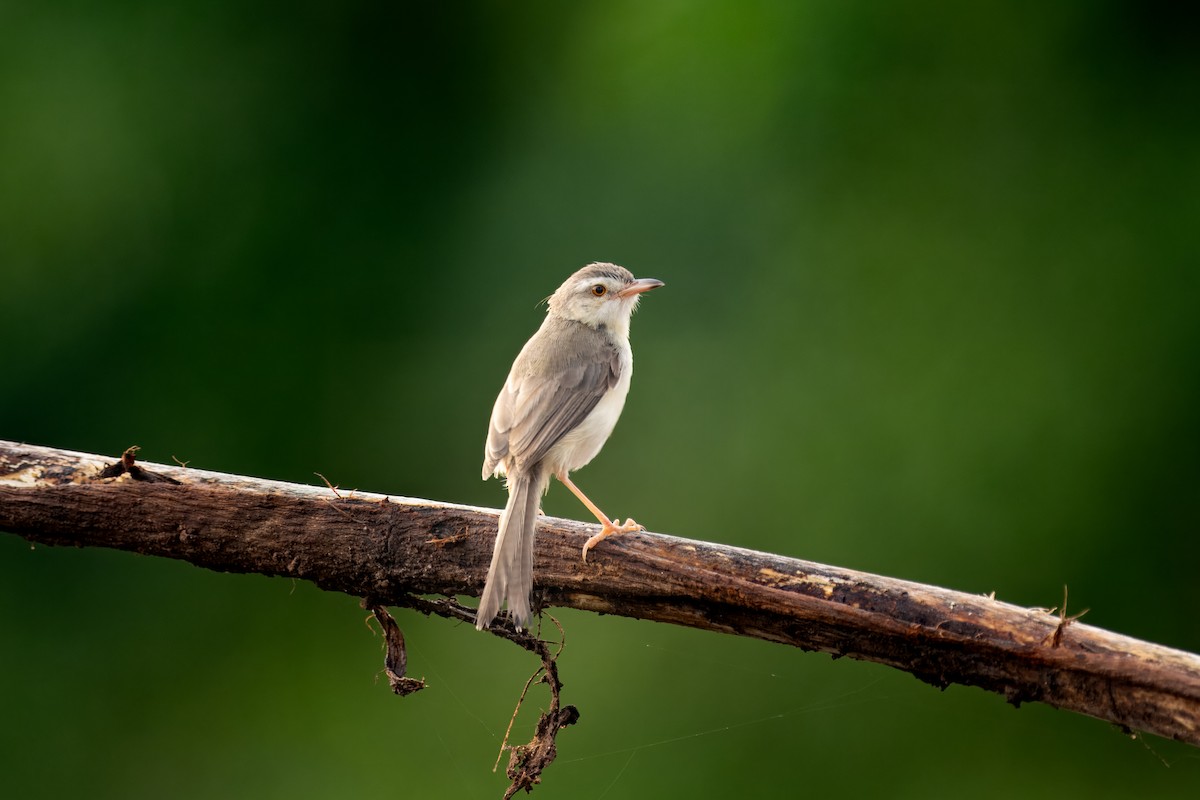 Plain Prinia - ML642203352