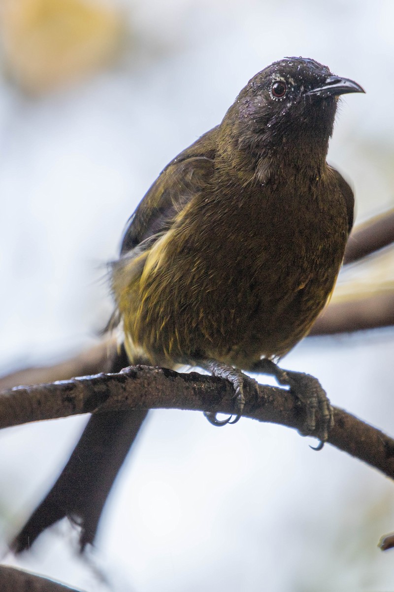New Zealand Bellbird - ML642203366
