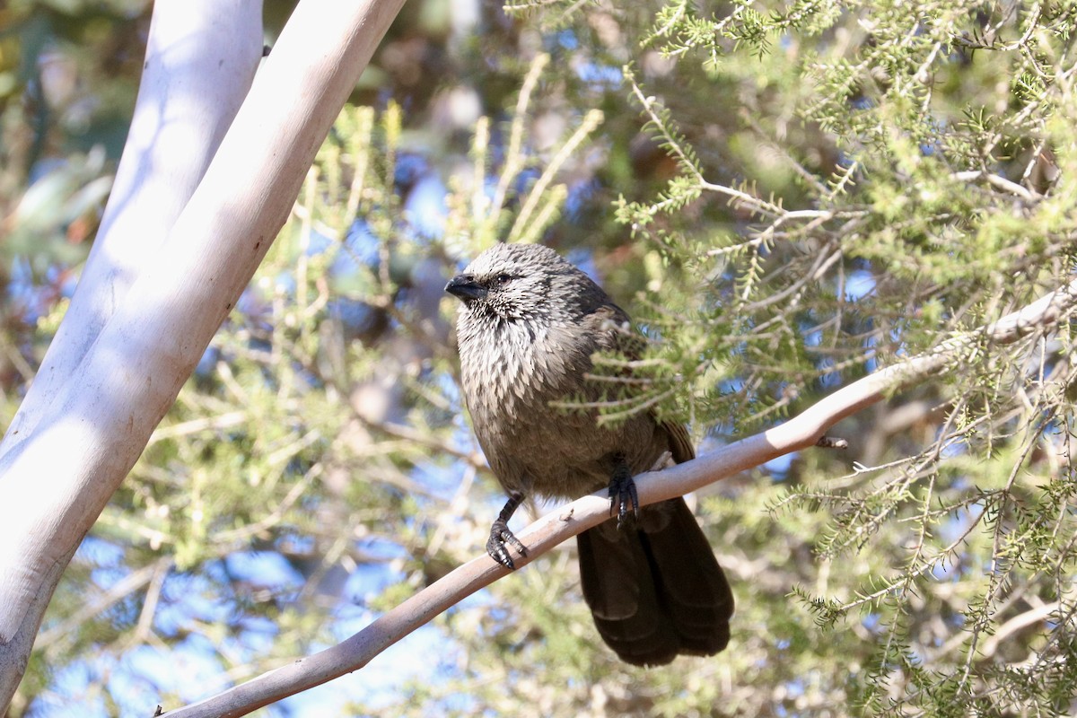 Apostlebird - ML642203376