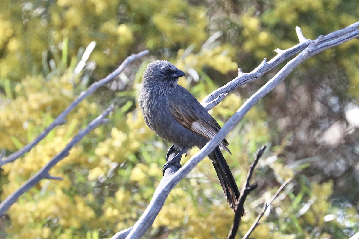 Apostlebird - ML642203378