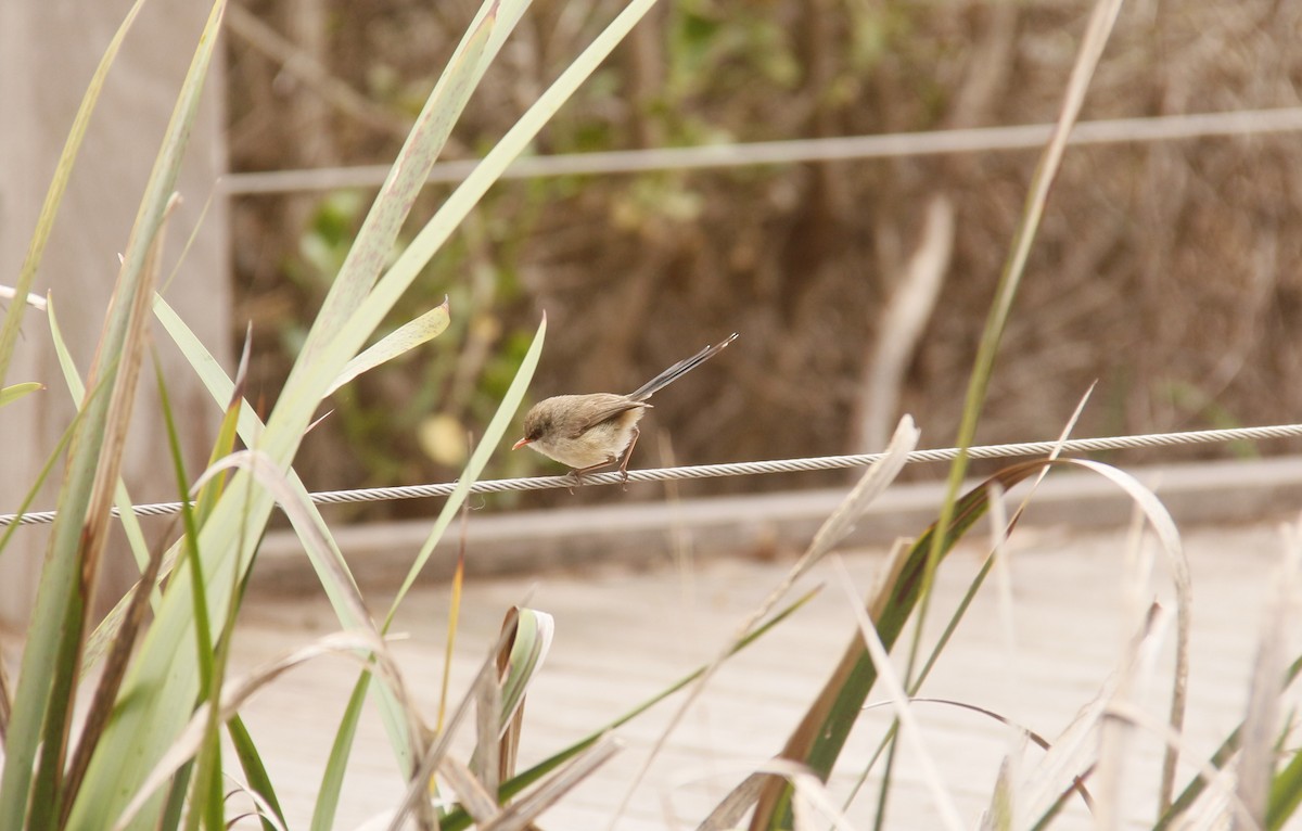Purple-backed Fairywren - ML642203379