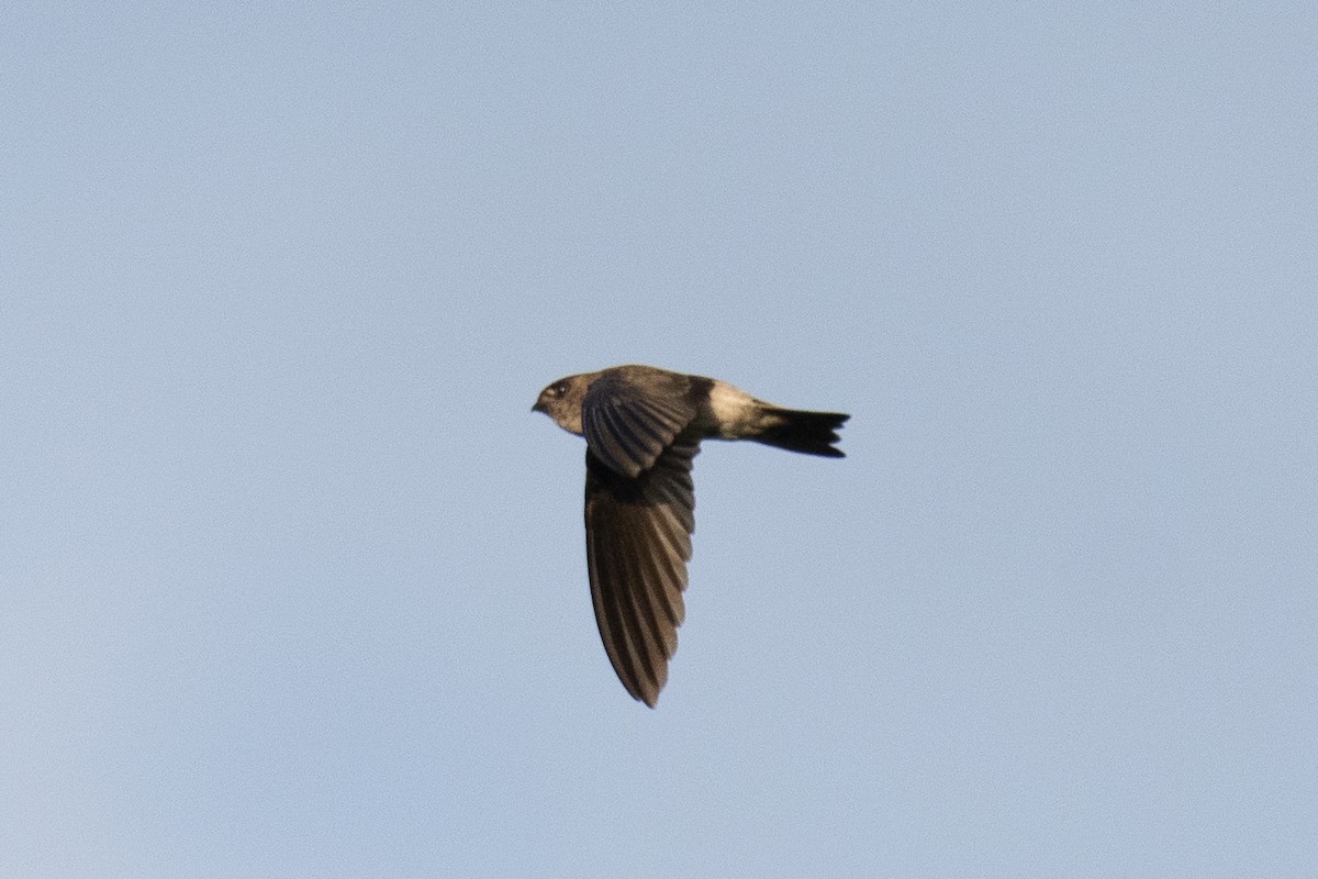White-nest Swiftlet - ML642203381