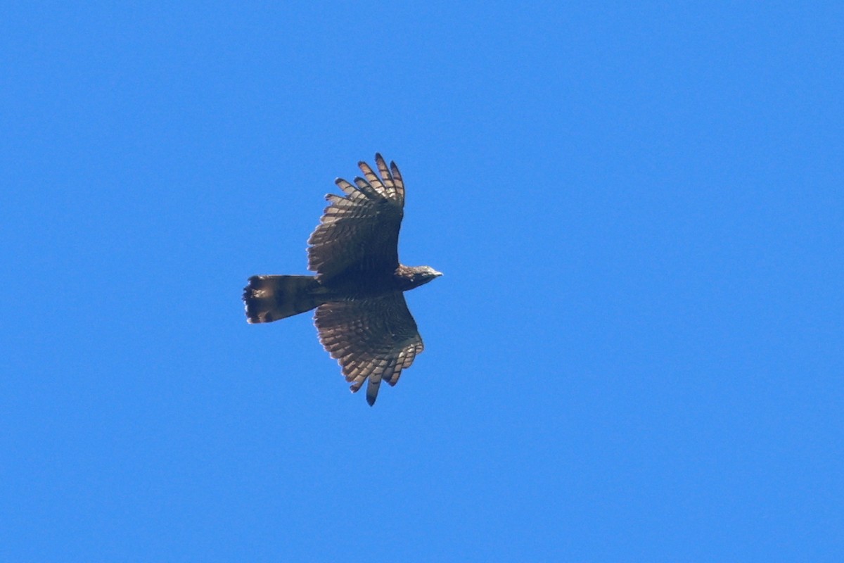 Abejero de Célebes - ML642203386