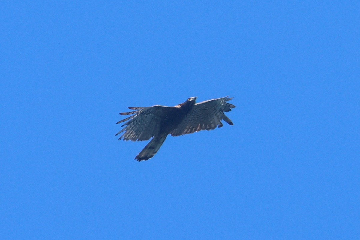 Abejero de Célebes - ML642203387