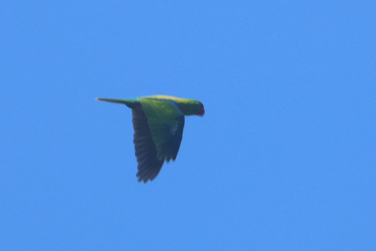 Loro de Müller - ML642203404
