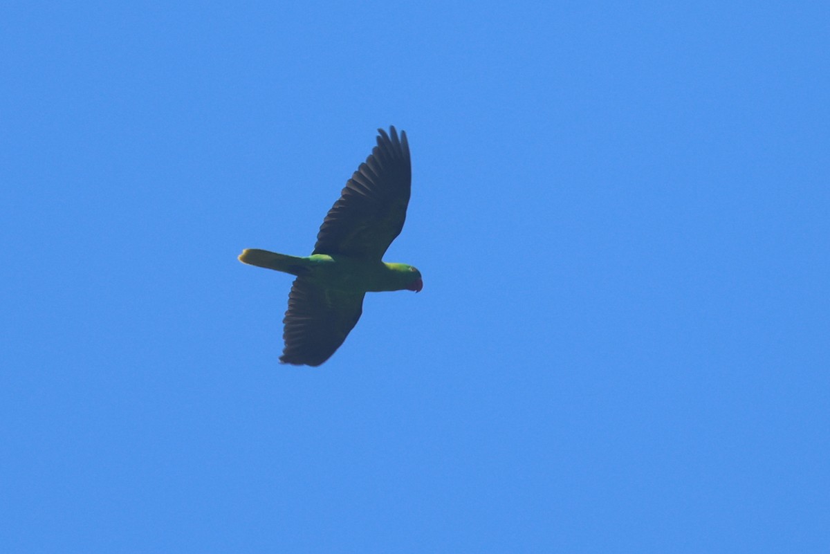 Azure-rumped Parrot - ML642203406