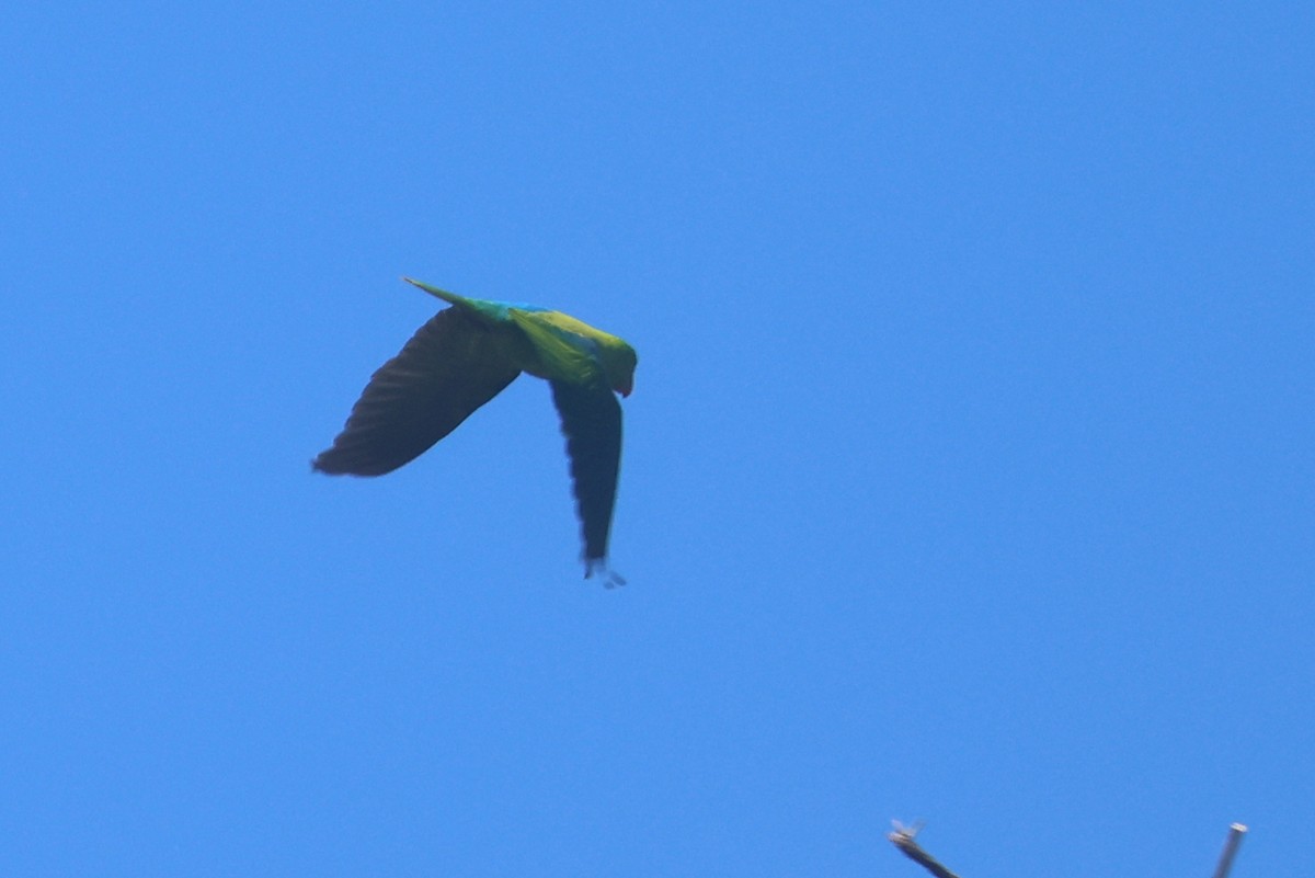 Loro de Müller - ML642203407