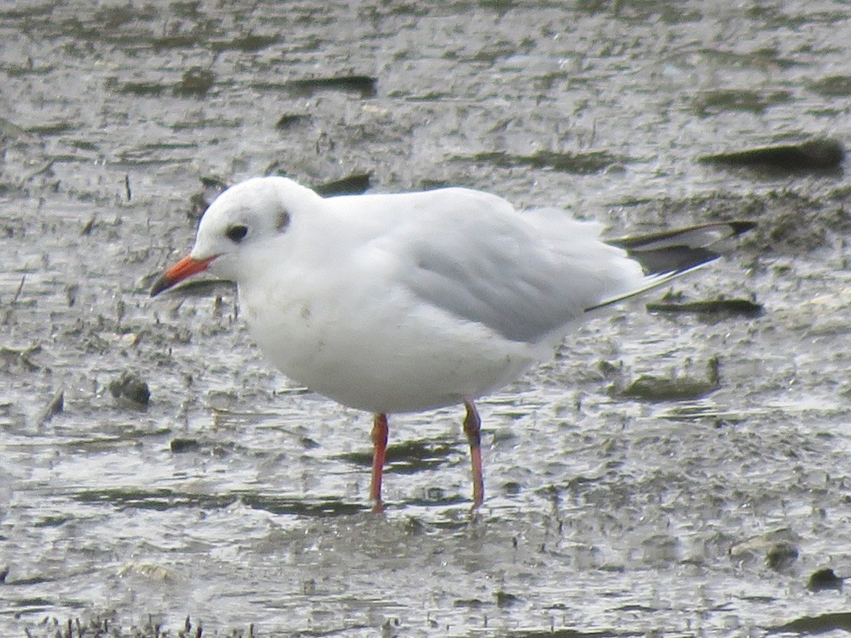 Black-headed Gull - ML642203408