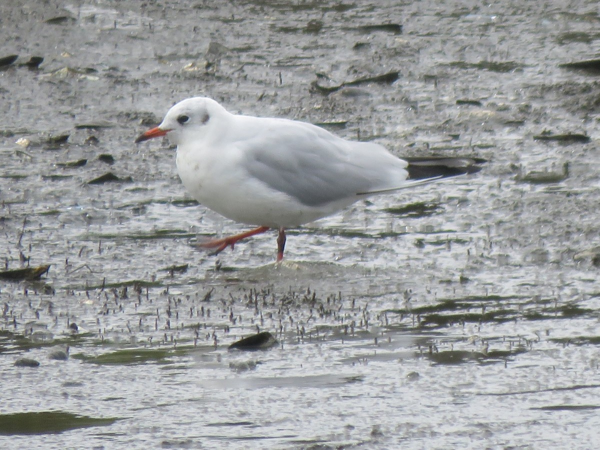 Black-headed Gull - ML642203409